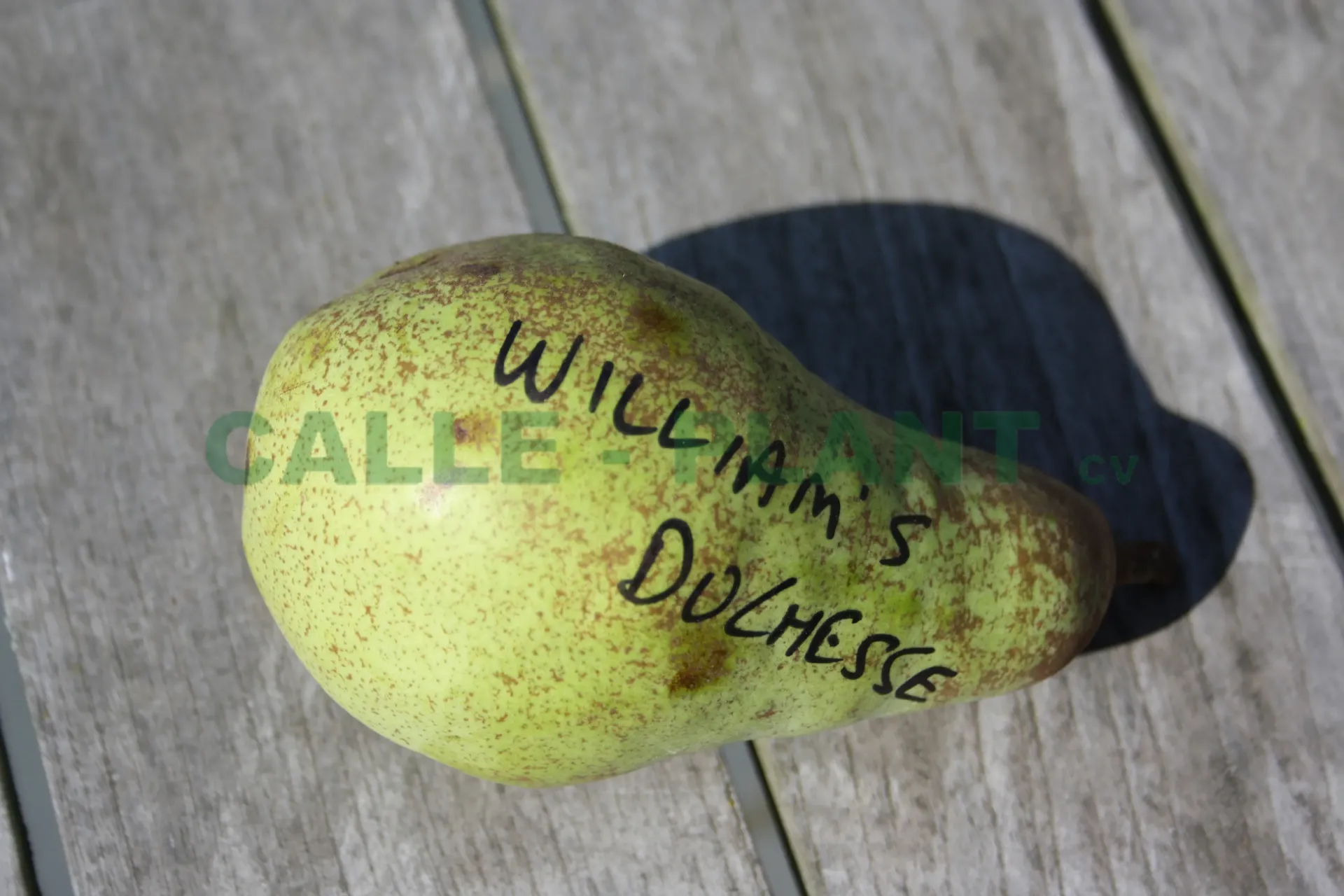[PEWDUH] POIRIER 'WILLIAM'S DUCHESS' HAUT-TIGE (8-10 cm)