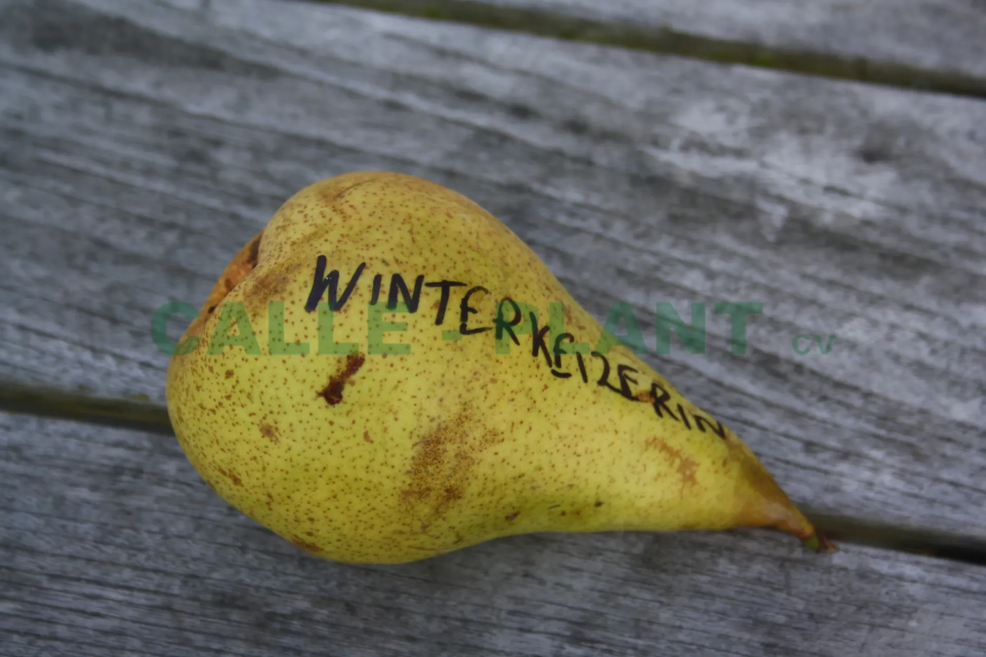 [PEWIH] POIRIER 'WINTERKEIZERIN' HAUT-TIGE (8-10 cm)