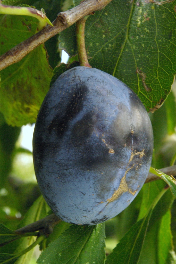 PRUIMENBOOM 'ALTESSE DOUBLE' JAARSE SNOER