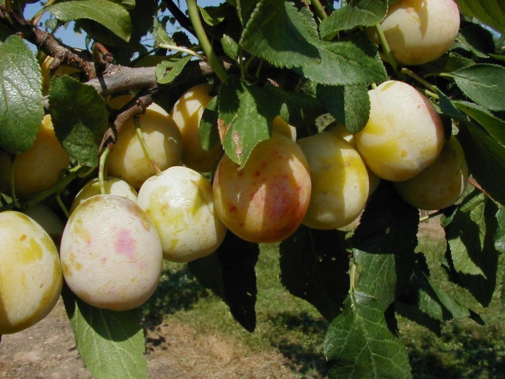 PRUIMENBOOM 'BELLAMIRA' HALFSTAM