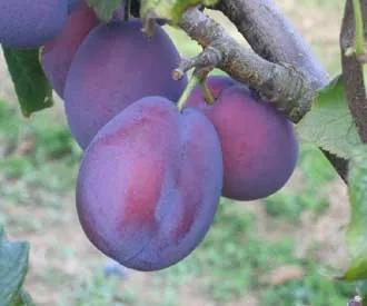 [PRBLOHAJ] PRUNIER 'SCHONE VAN LEUVEN'' DEMI-TIGE (St. Julien A, Racines nues, 6-8 cm)