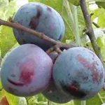 [PRBBEHJ] PRUIMENBOOM 'BLEUE DE BELGIQUE' HOOGSTAM (St. Julien A, 8-10 cm)