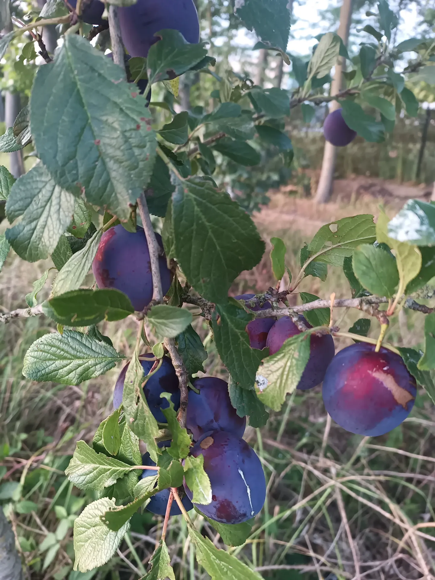 [PRELAHJ] PRUIMENBOOM 'EARLY LAXTON' HOOGSTAM (St. Julien A)