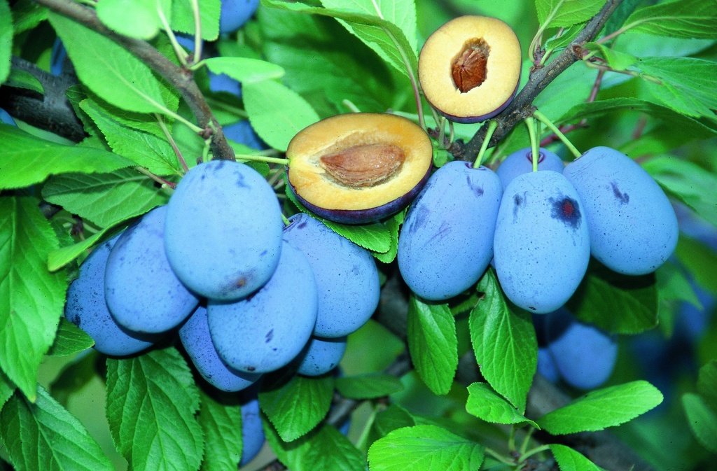 PRUIMENBOOM HAROMA (R) HALFSTAM
