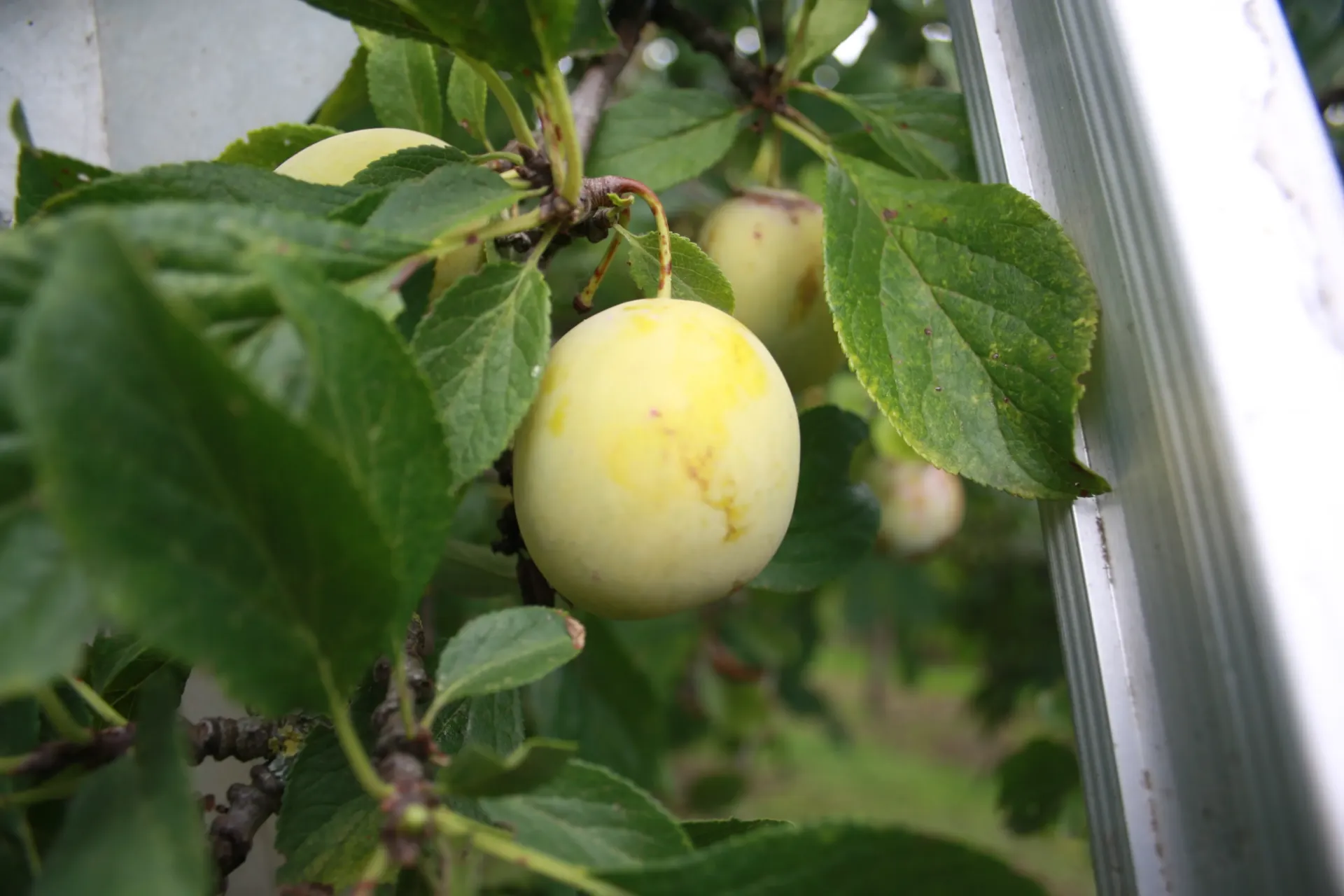 [PRJE2J] PRUIMENBOOM 'JEFFERSON' LAAGSTAM (St. Julien A, Blote wortel)