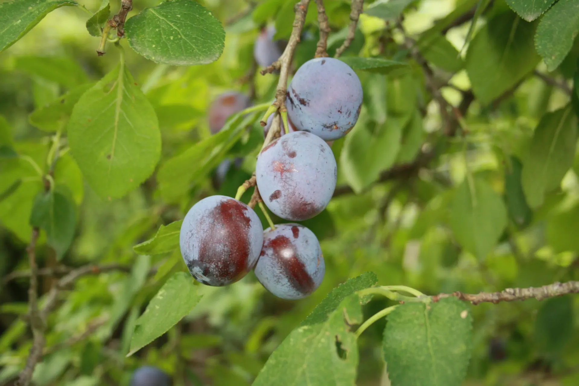 PRUIMENBOOM 'MAGNA GLAUCA' JAARSE SNOER