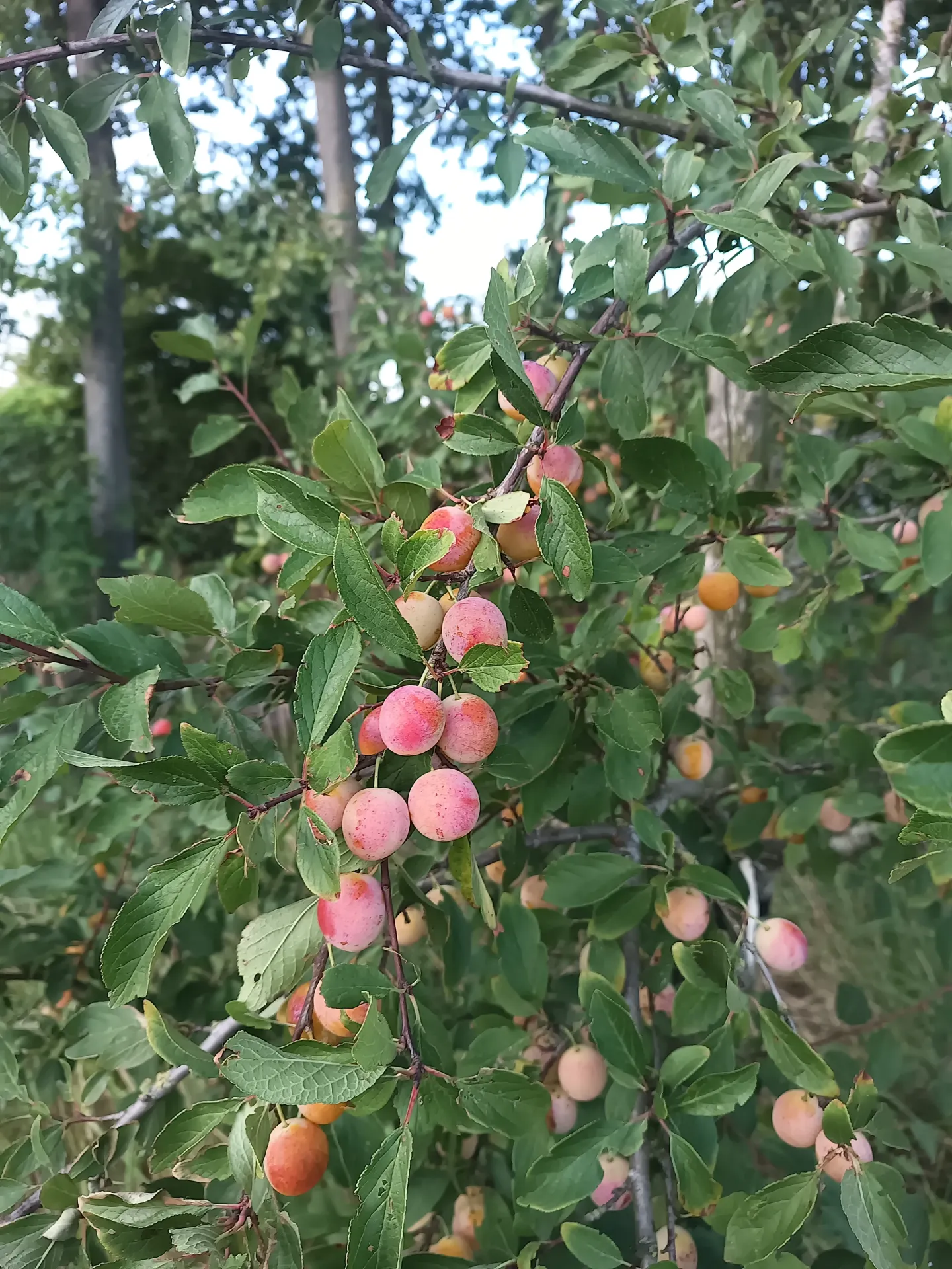 PRUIMENBOOM 'MIRABELLE DE NANCY' LAAGSTAM