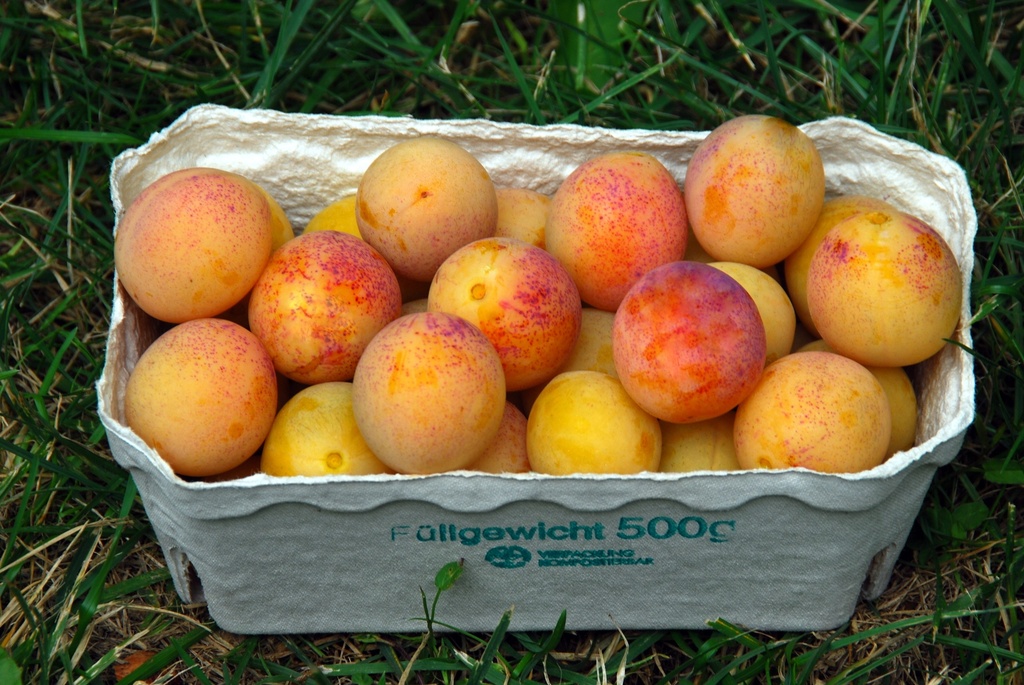 PRUIMENBOOM MIROMA (R) HOOGSTAM