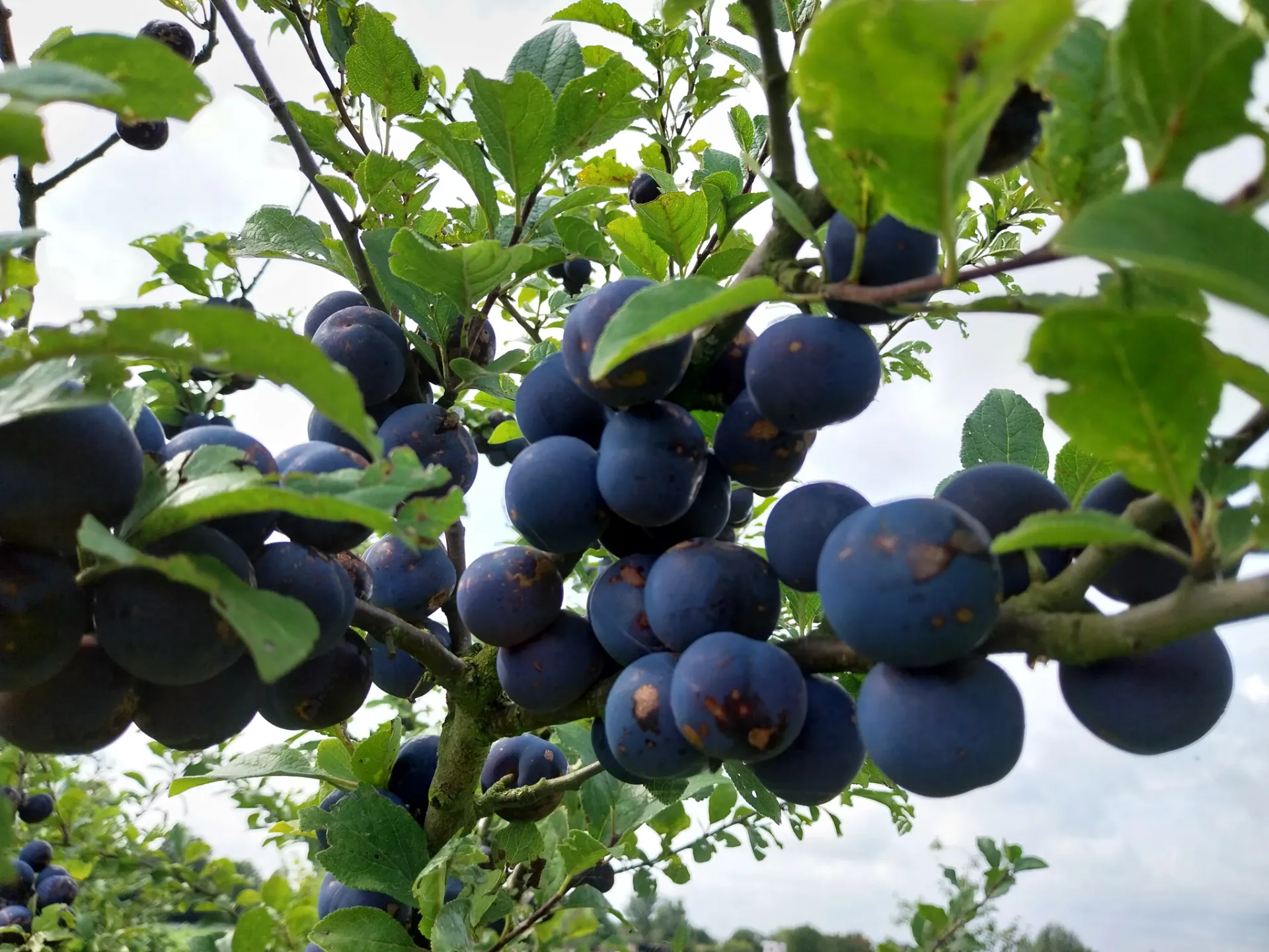 [PRPPRHAJ] PRUIMENBOOM 'PRUNE DE PRINCE' RGF HALFSTAM (St. Julien A, Blote wortel, 6-8 cm)