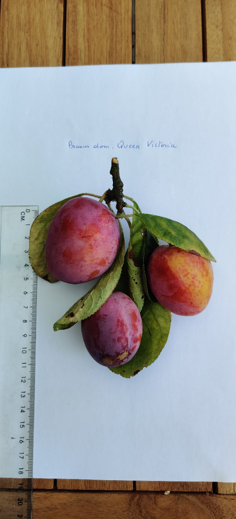 PRUIMENBOOM 'QUEEN VICTORIA' HALFSTAM