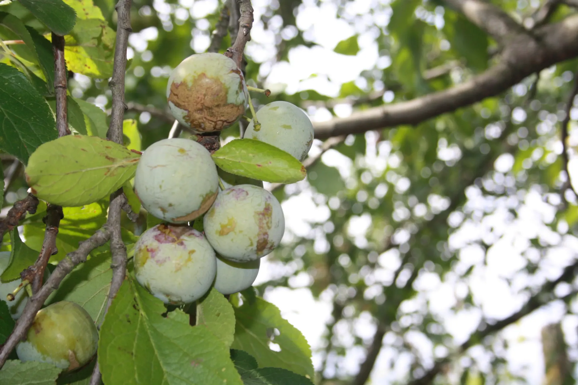 PRUIMENBOOM 'REINE CLAUDE CROTTÉE' JAARSE SNOER