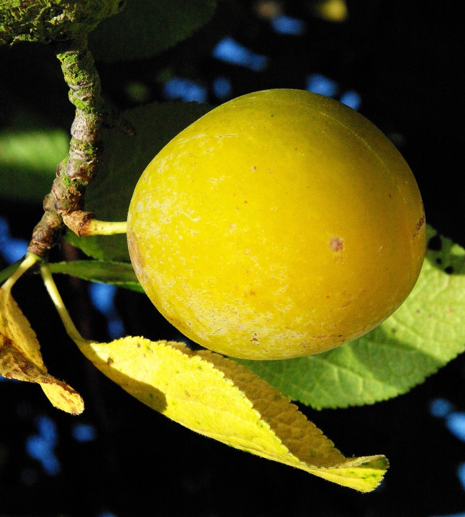 PRUIMENBOOM 'REINE CLAUDE D'OULLINS' LAAGSTAM