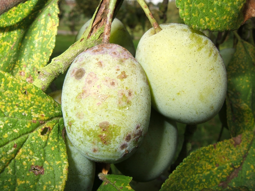 PRUIMENBOOM 'STE CATHARINE' RGF JAARSE SNOER