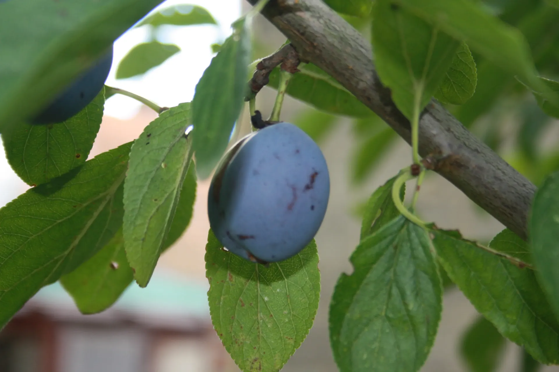 PRUIMENBOOM 'WANGENHEIMER FRÜHZWETSCHE' LAAGSTAM