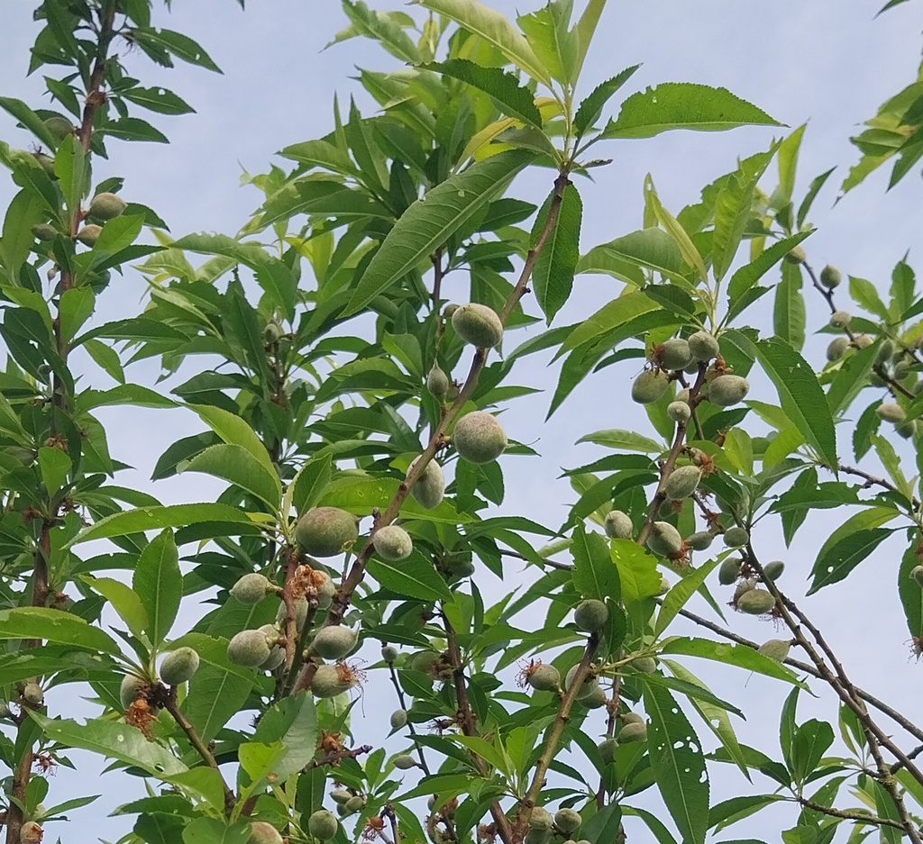 PRUNUS DULCIS 'ROBIJN' HALFSTAM
