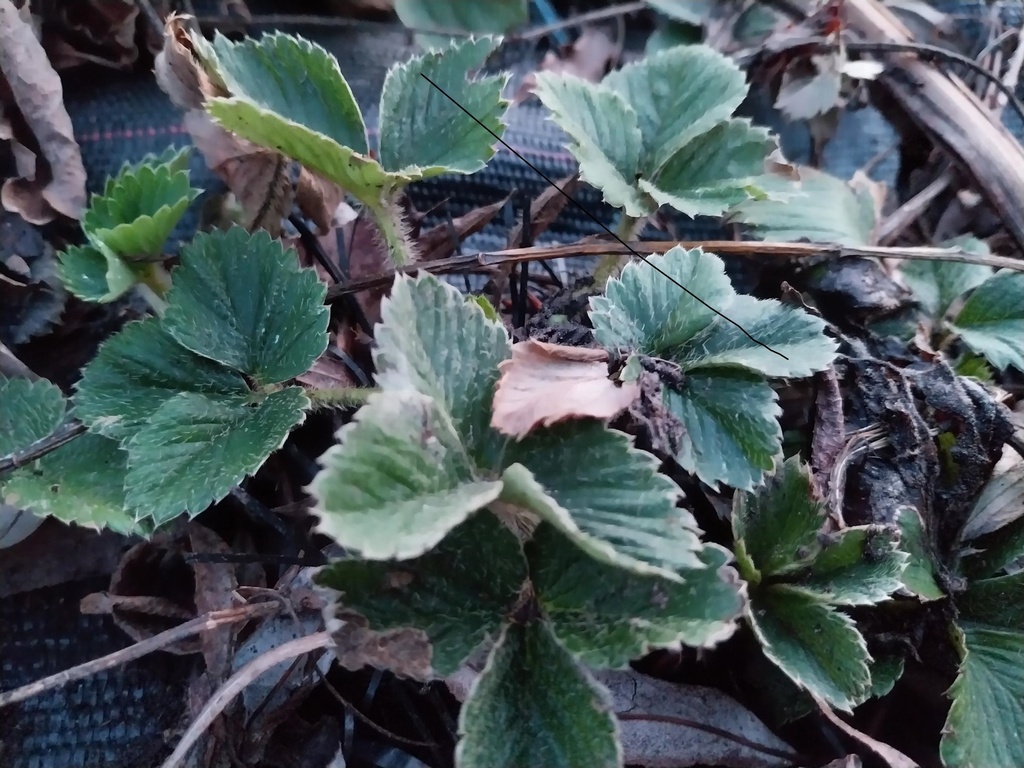 AARDBEIEN 'DARSELECT'