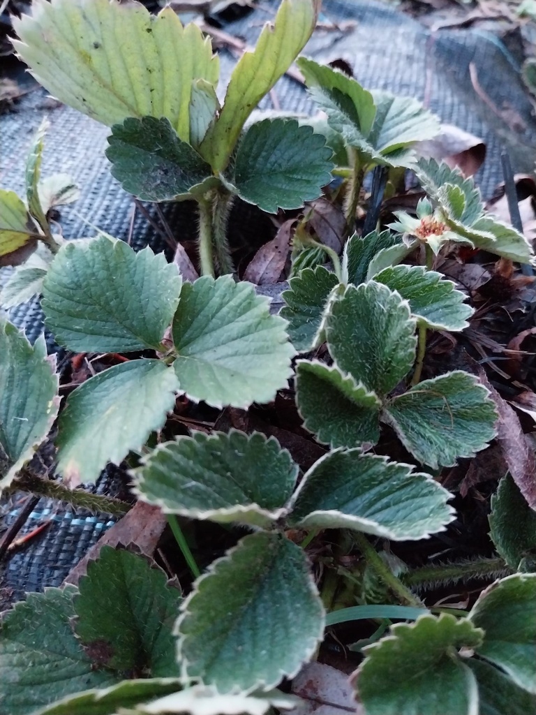 AARDBEIEN 'ELSANTA'