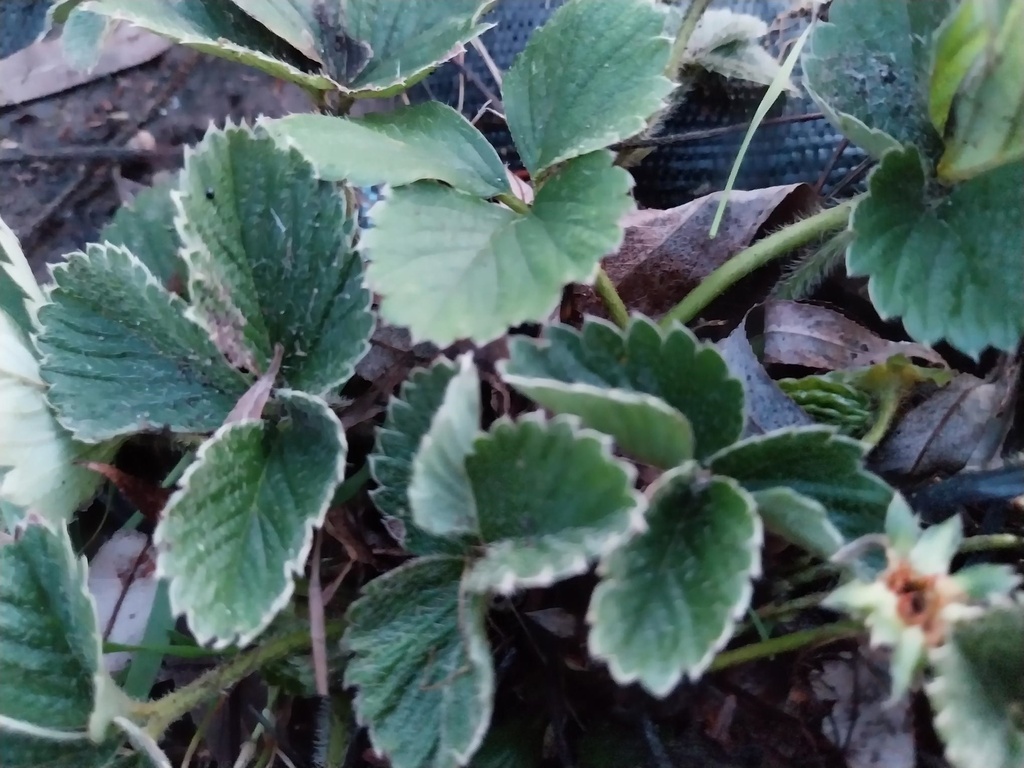 [AAGO1P] FRAISIER  'GORELLA'