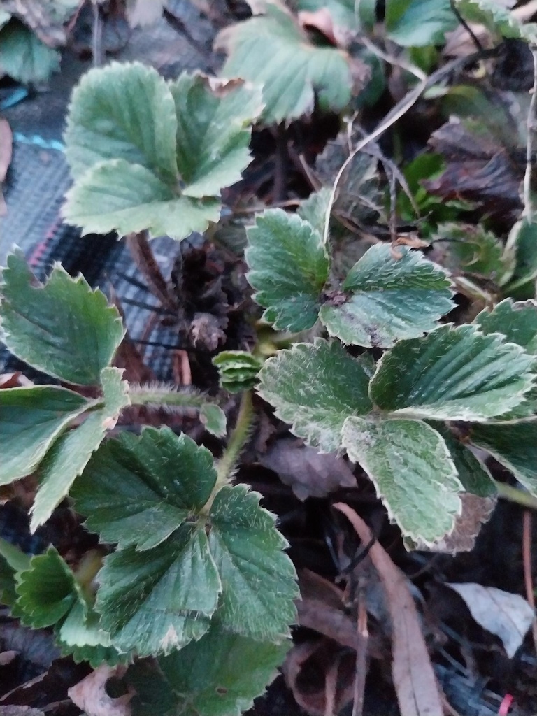 AARDBEIEN  'KORONA'