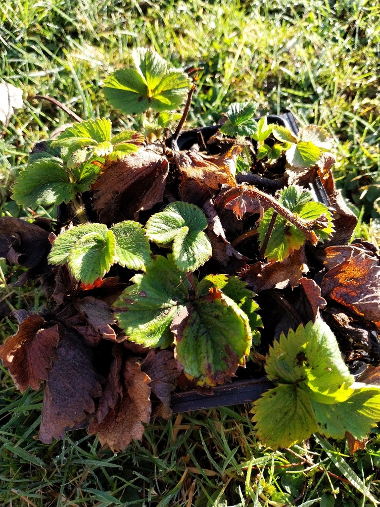 AARDBEIEN 'SENGA SENGANA'