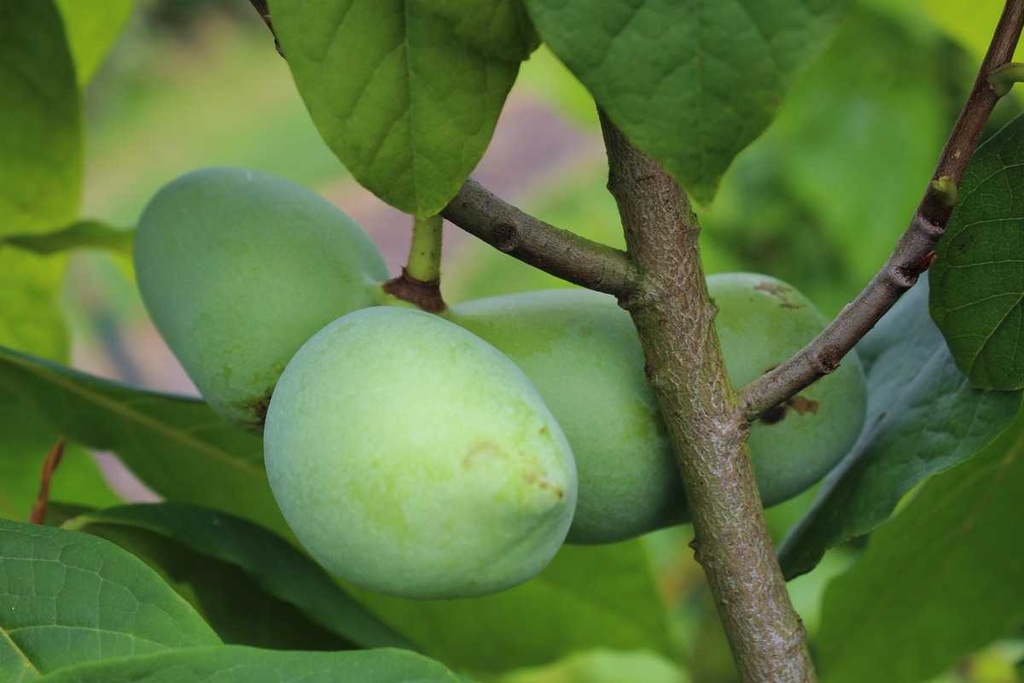 [ATSU3] PAWPAW SUNFLOWER