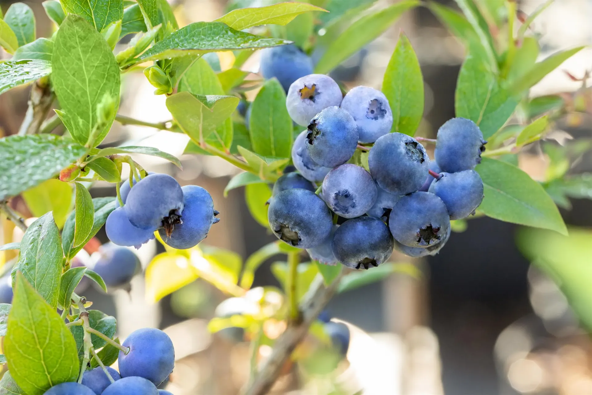 AMERIKAANSE BLAUWBES 'BLUECROP'