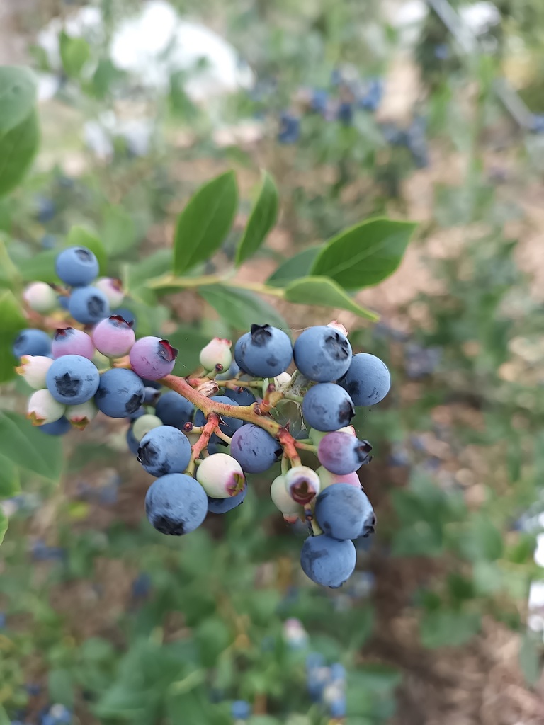 AMERIKAANSE BLAUWBES 'BLUE RAY'