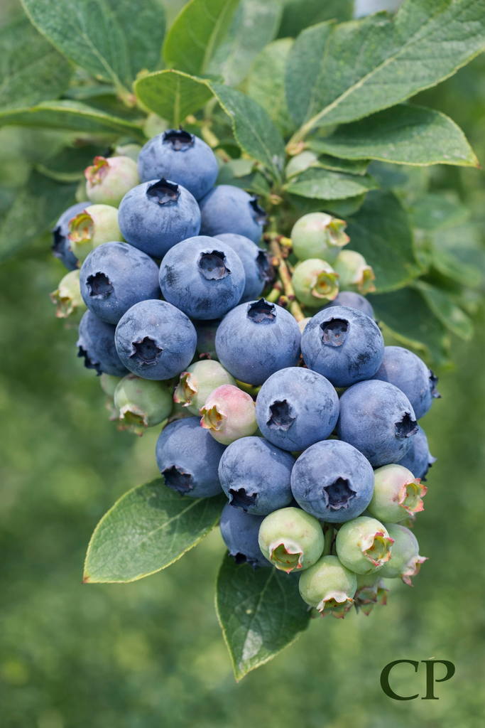 AMERIKAANSE BLAUWBES 'BRIGITTA'