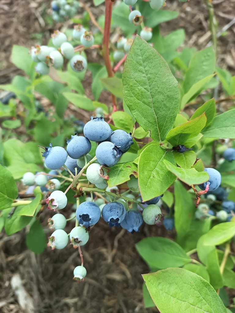 AMERIKAANSE BLAUWBES 'DIXI'