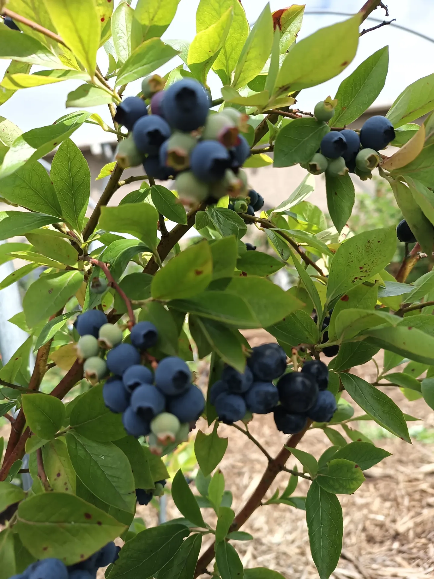 AMERIKAANSE BLAUWBES 'GOLDTRAUBE'
