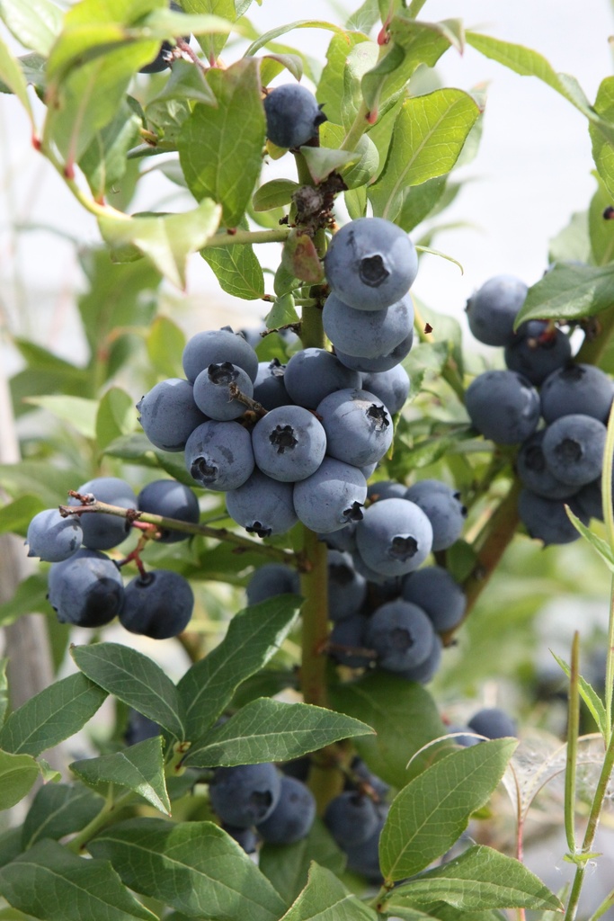 [VCHPE3] MYRTILLE AMERICAINE  HORTBLUE PETITE (R)