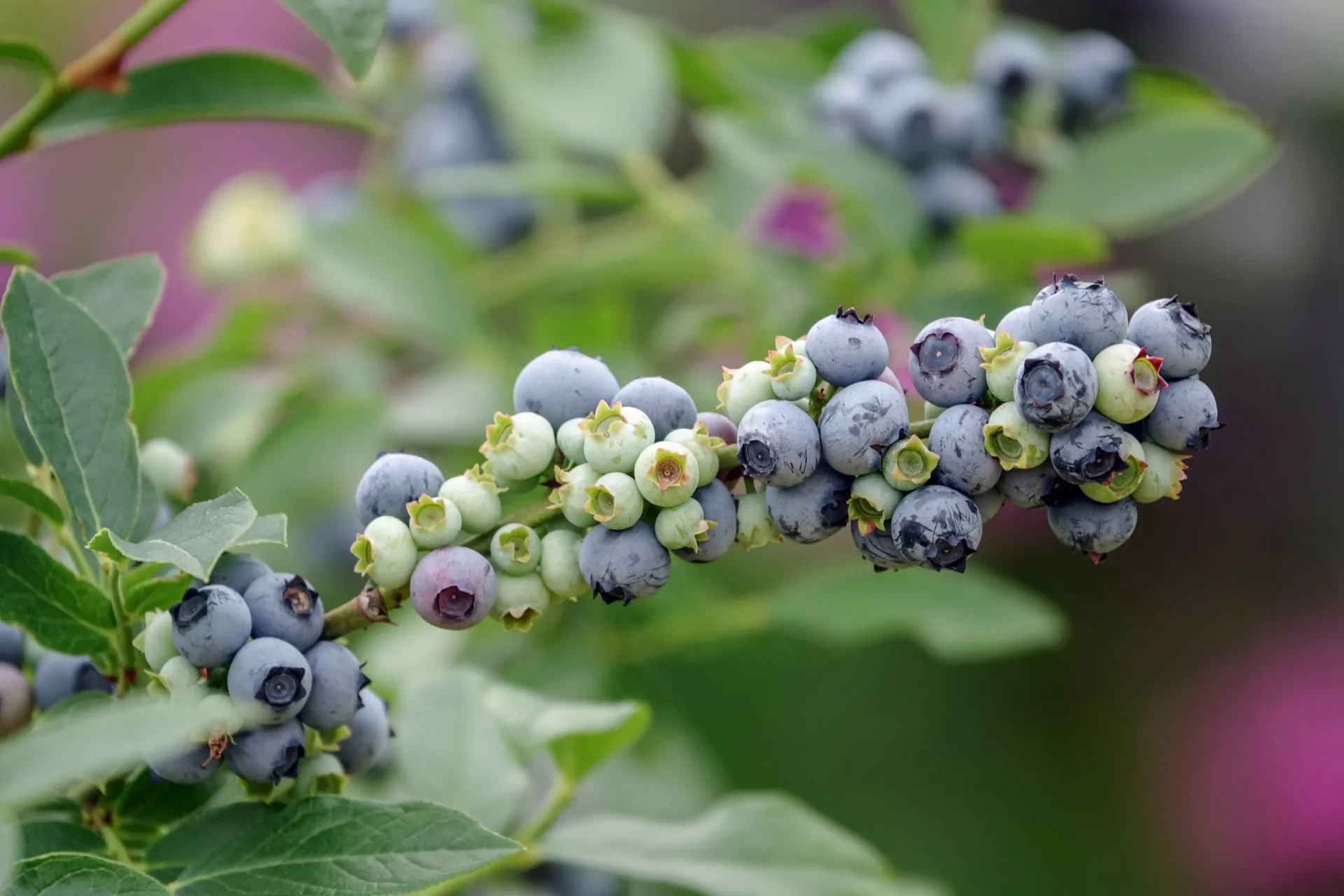 AMERIKAANSE BLAUWBES LITTLE BLUE WONDER (R)