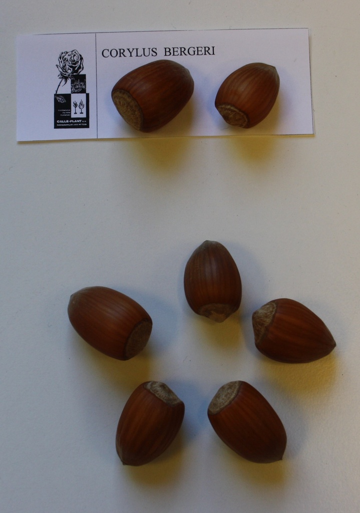HAZELAAR 'BERGERI'