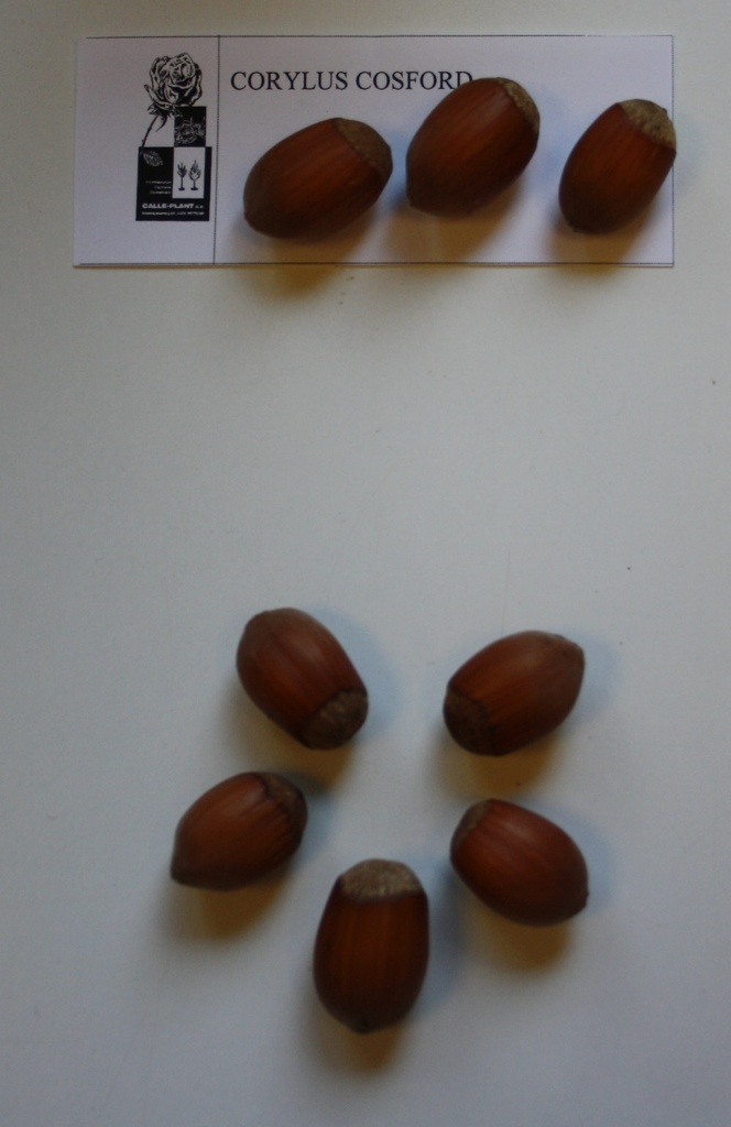[CCOS21] NOISETTIER 'COSFORD' (Racines nues, 30-60 cm, -1/1 (marcotte repiquée))