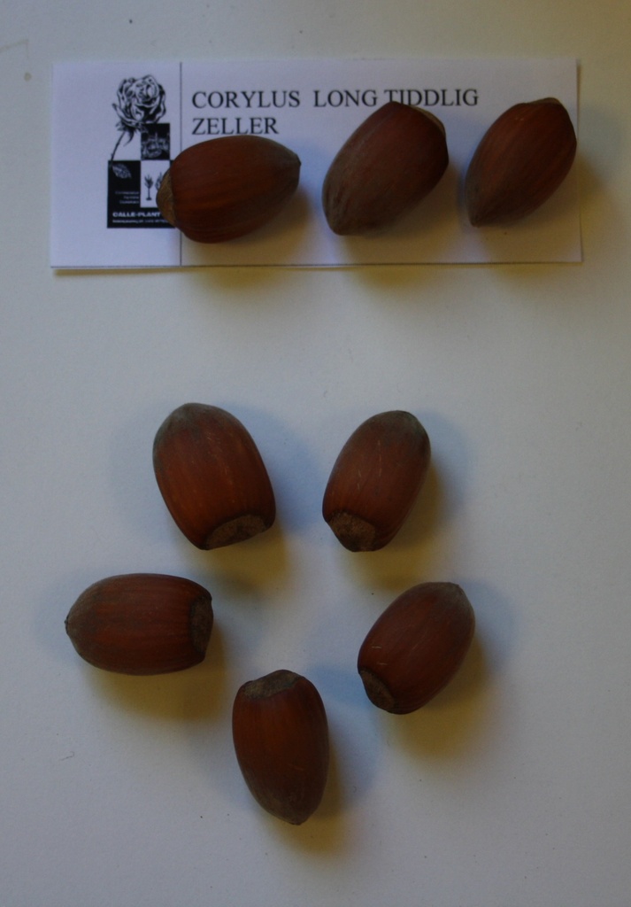 [CLTZE21] NOISETTIER 'LONG TIDLIG ZELLER' (Racines nues, 30-60 cm, -1/1 (marcotte repiquée))