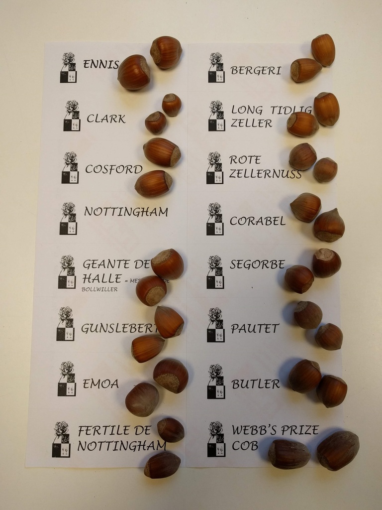HAZELAAR PAUETET