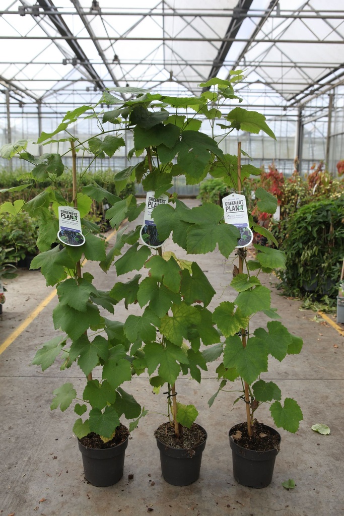 VIGNE 'BOSKOOP GLORY'
