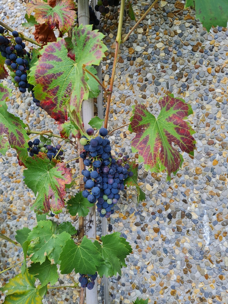 [DRRE] VIGNE 'REGENT'