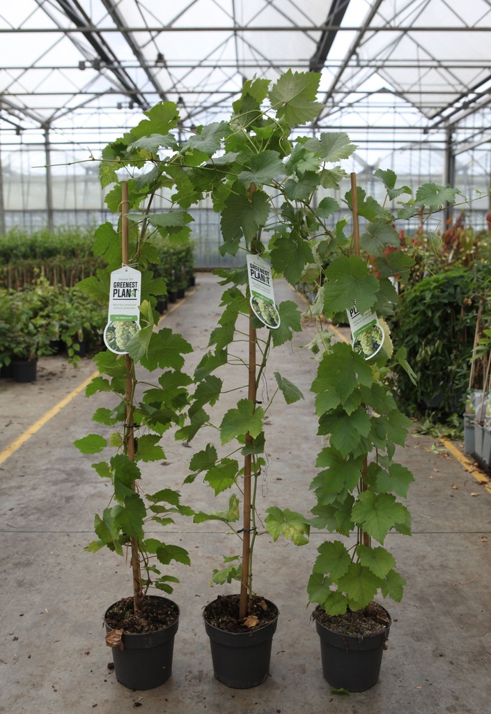 [DRVLA] VIGNE 'VROEGE VAN DER LAAN'