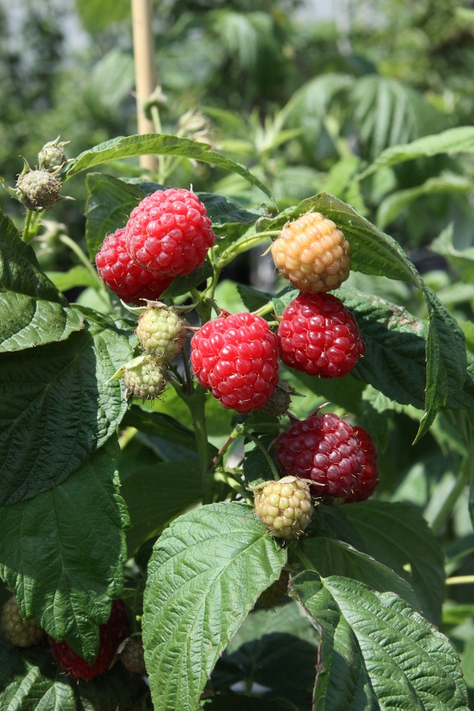 FRAMBOZEN 'AROMA QUEEN' (R)
