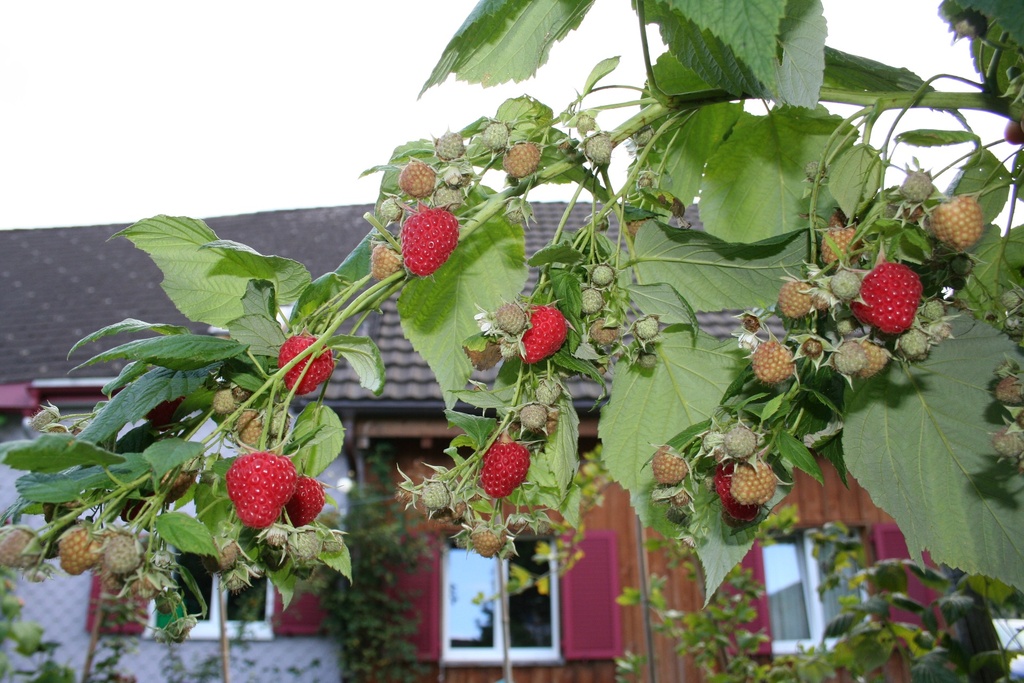 FRAMBOZEN 'AUTUMN FIRST ' (R)