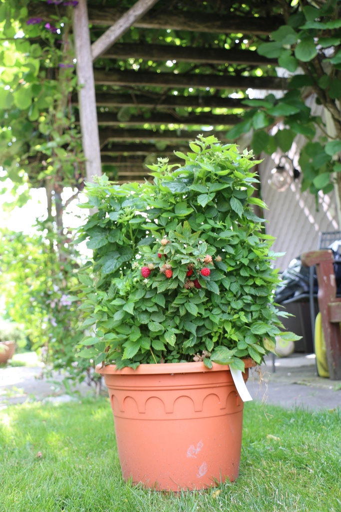 FRAMBOZEN 'BABY  DWARF' ' (R)
