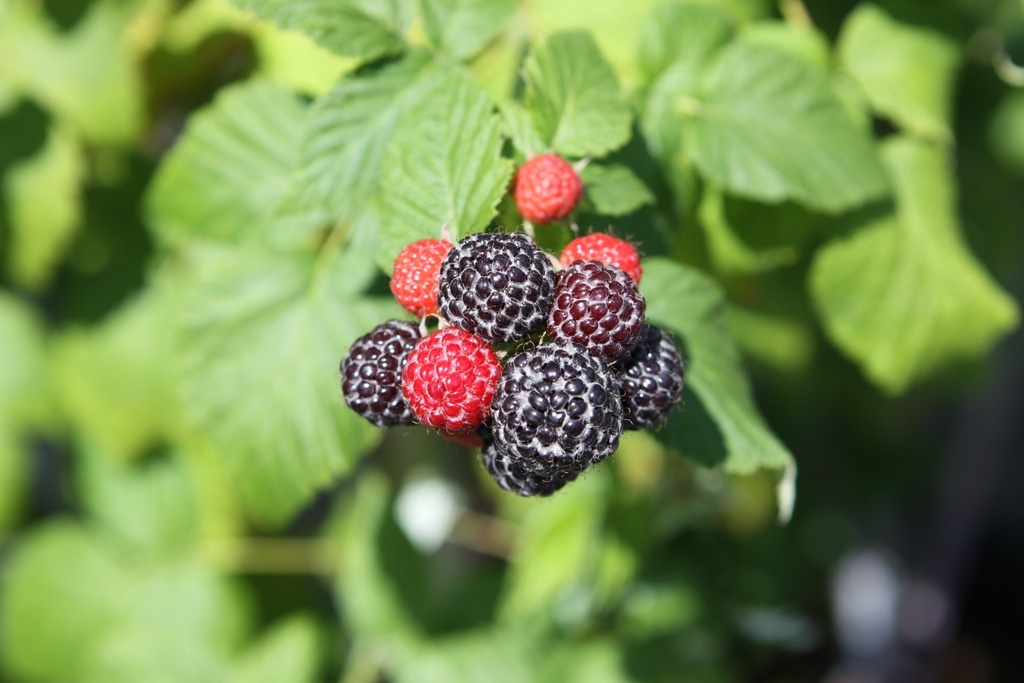 FRAMBOZEN 'BLACK JEWEL'