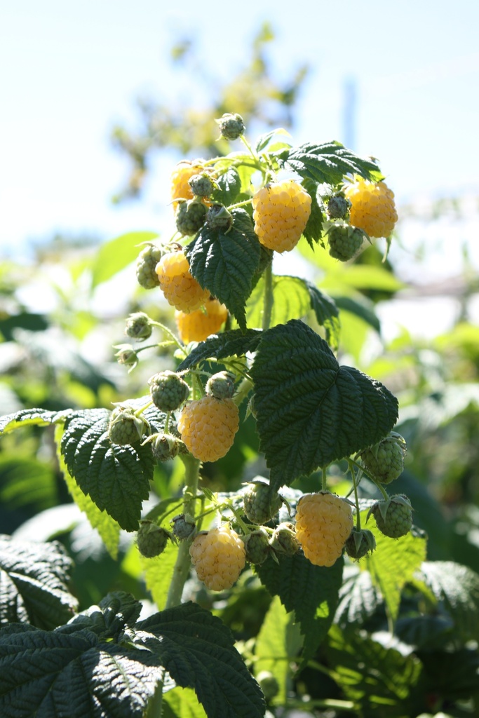 FRAMBOZEN 'GOLDEN EVEREST'