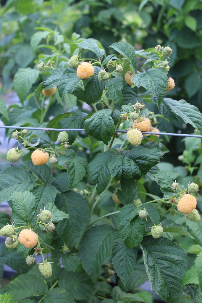 FRAMBOZEN 'GOODASGOLD' ' (R)