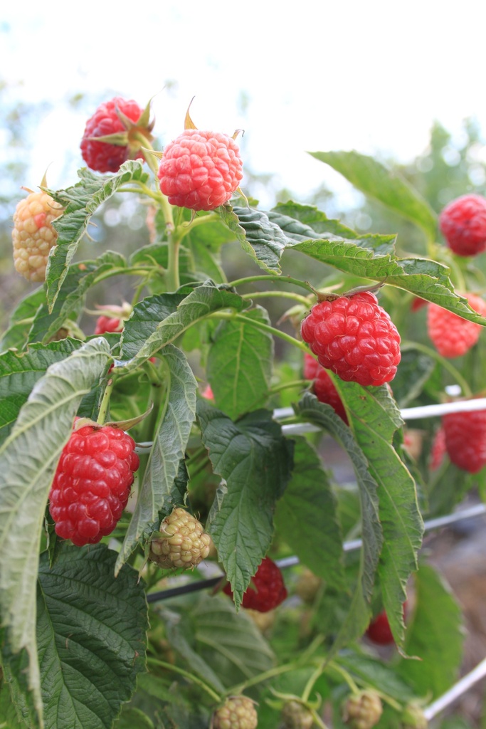 FRAMBOZEN 'LITTLE SWEET SISTER'  (R)