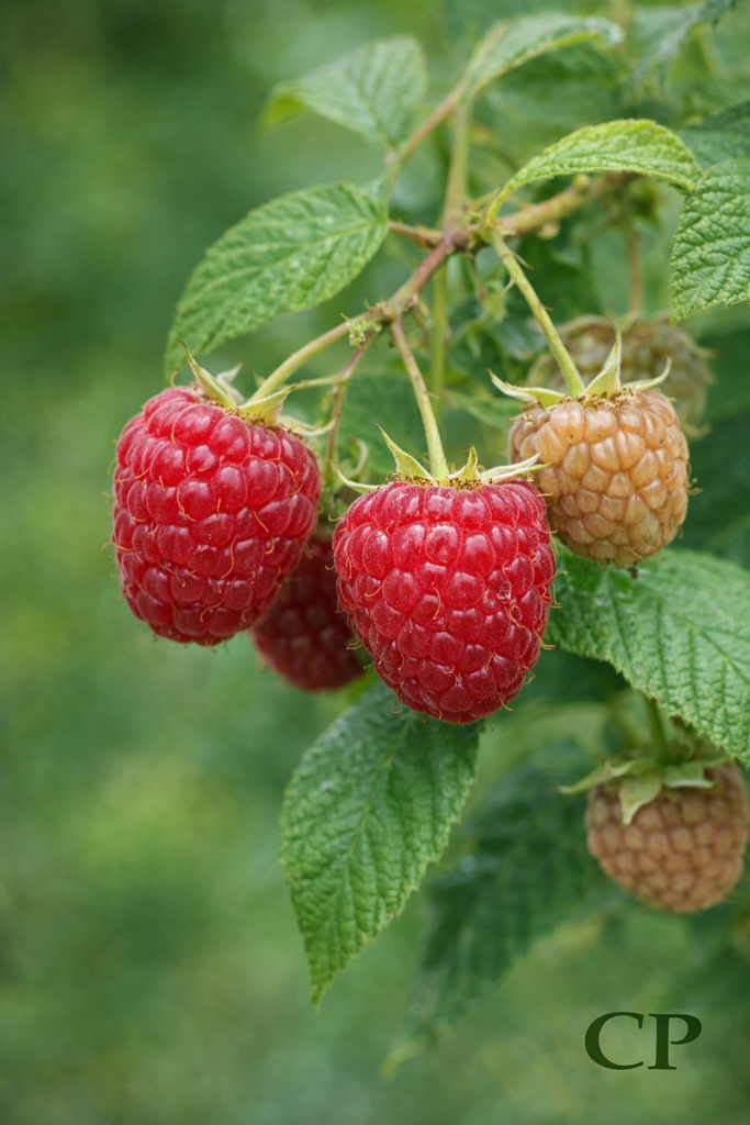 FRAMBOZEN 'MEEKER'