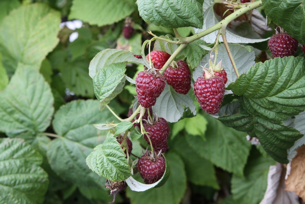 FRAMBOZEN 'ZEVA'