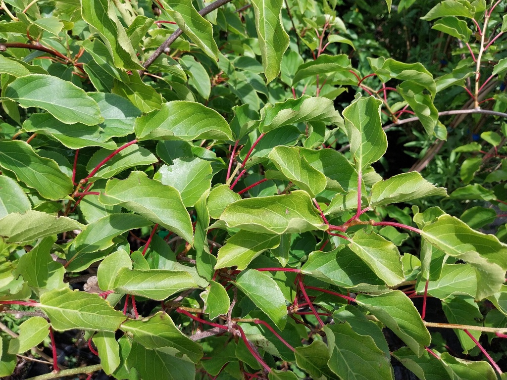 KIWIBES 'ANANASNAYA'
