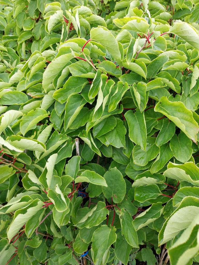 KIWIBES 'GENEVA'